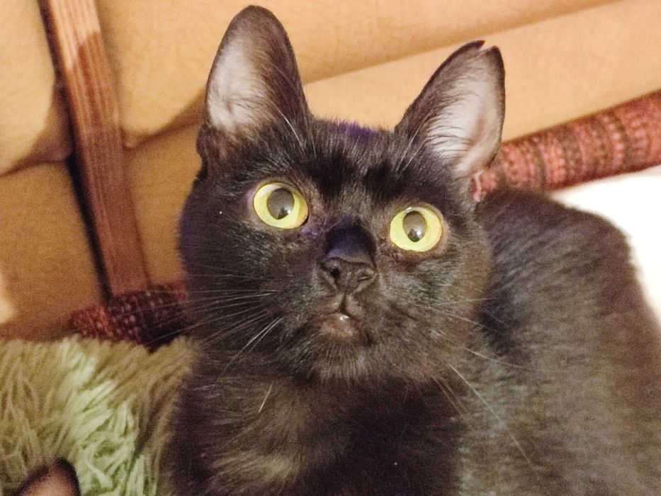 Котячі діти в хороші руки