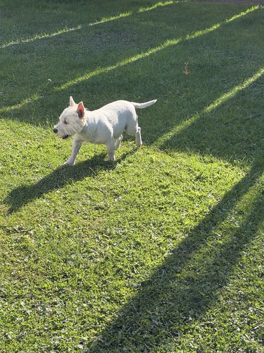 West Highland White Terrier