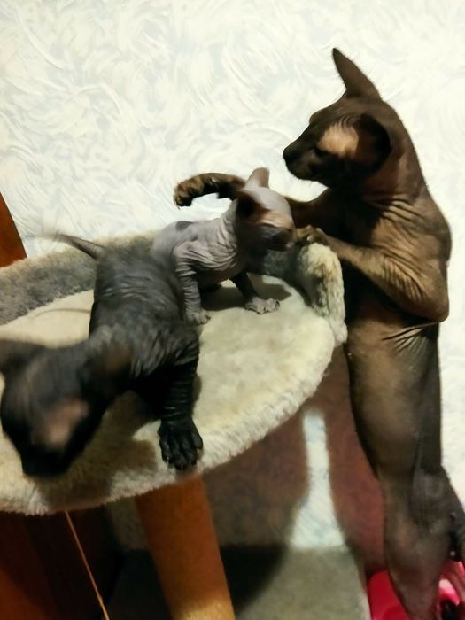 Донской сфинкс вязка