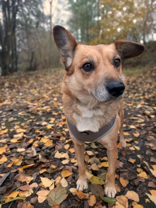 Bunia- mała suczka do adopcji
