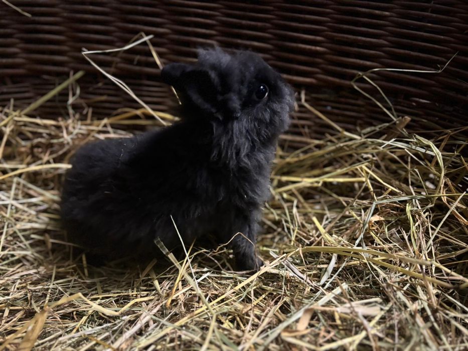 Króliczki miniaturki karzełek