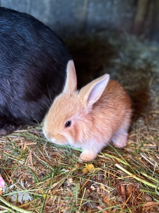 Живі кролі -договірна ціна