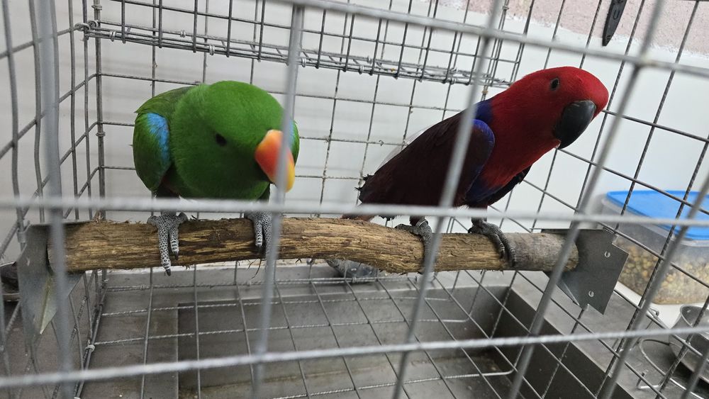 Papagaio ecletus roratus