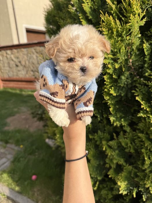 Цуцятка мальтипу ф1