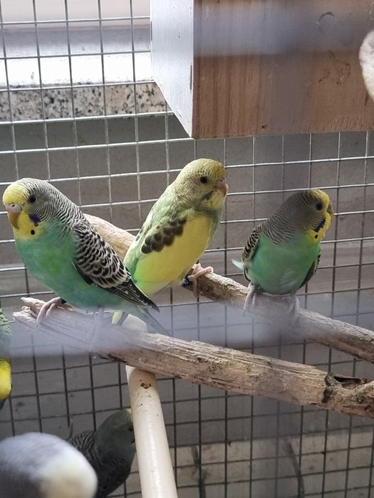 Periquitos de mutação silvestre (adas)