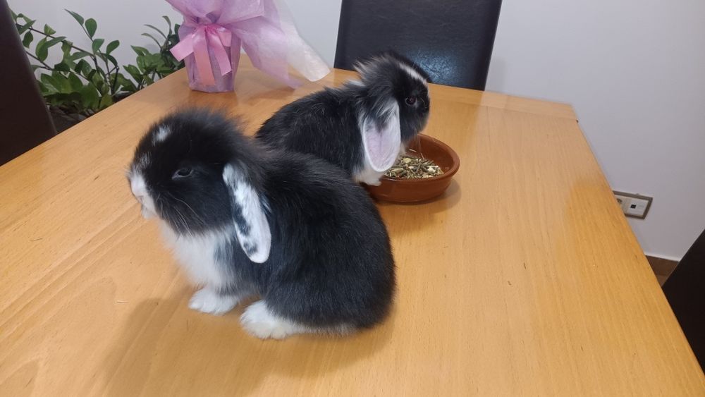 Coelhos para venda