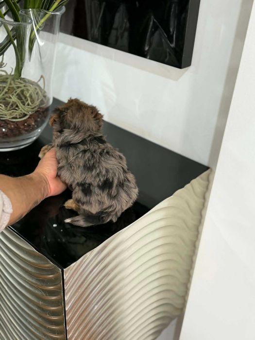 Yorkshire Terrier Miniatura MACHINHO BLACK MERLE