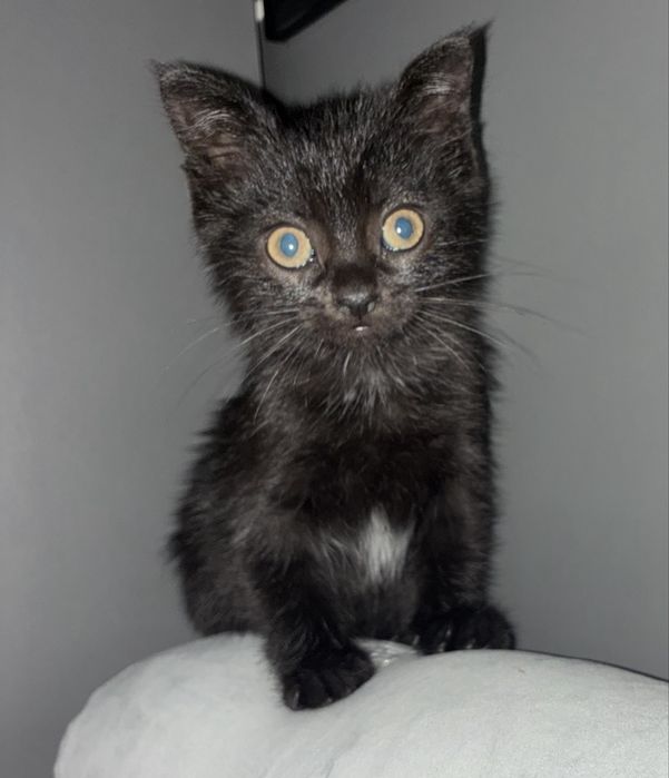 чорне  кошеня ( котик)