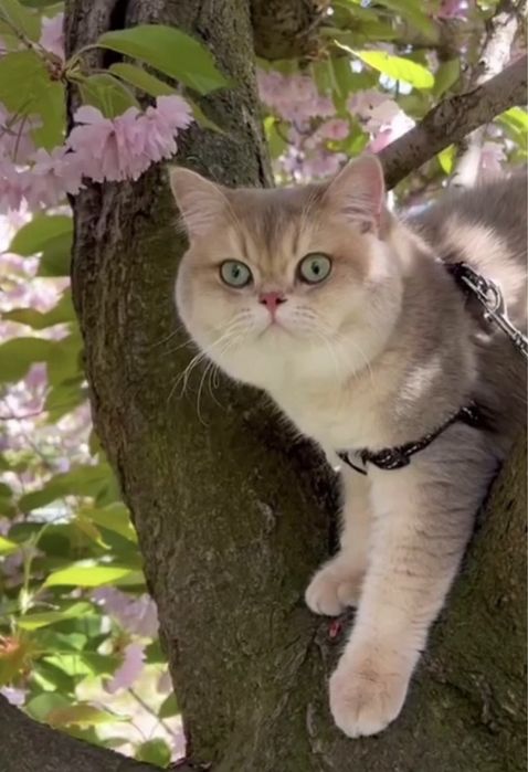 Вязка котика ) Голубе золото