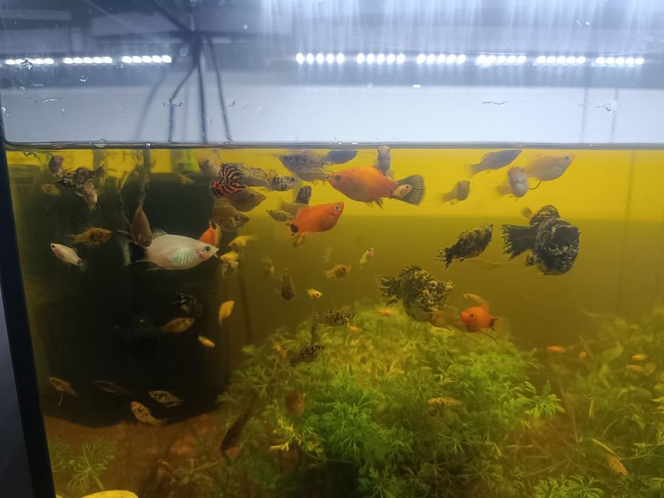 Muitos peixes  de água quente