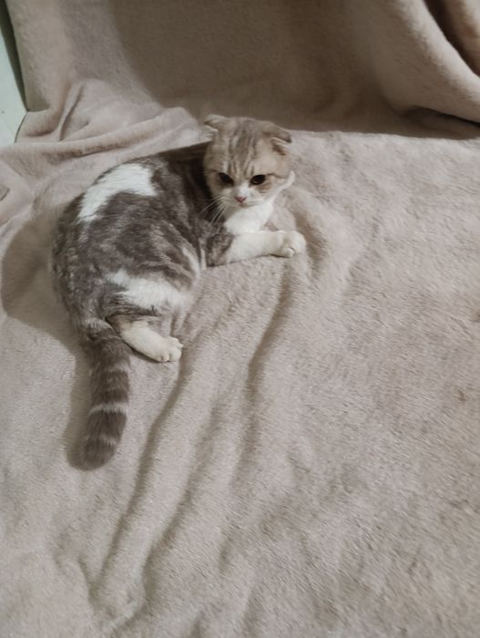 Хлопчики по новорічних цінах