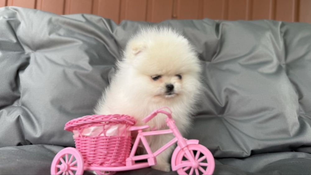 Справжня красуня дівчинка