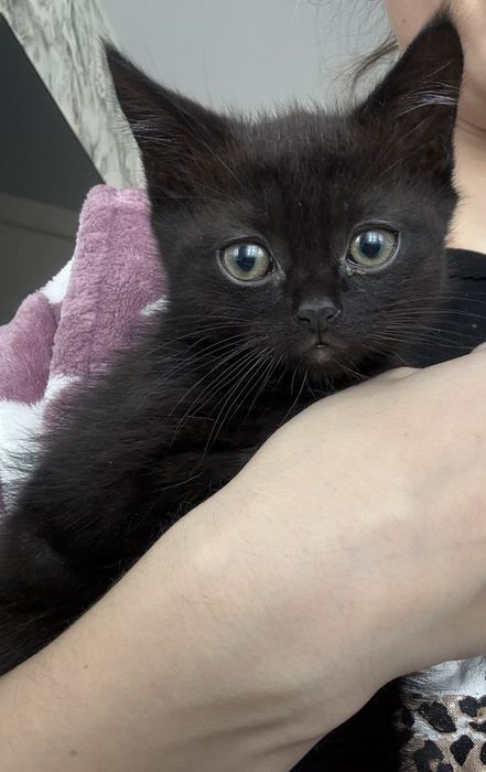 Шотландська дівчинка