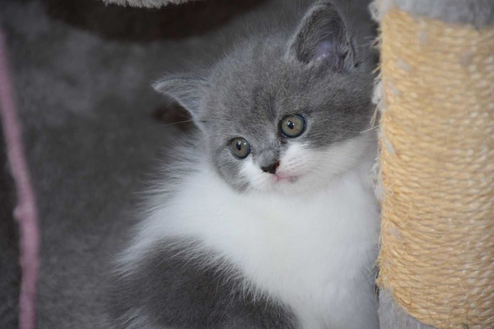 Gatinho Scottish