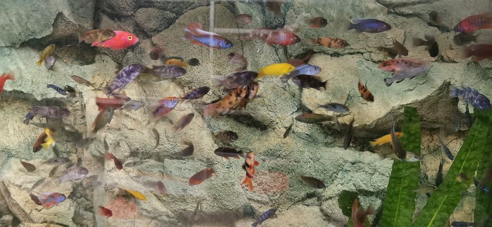 Pyszczaki - Aunokary Malawi - BYDGOSZCZ