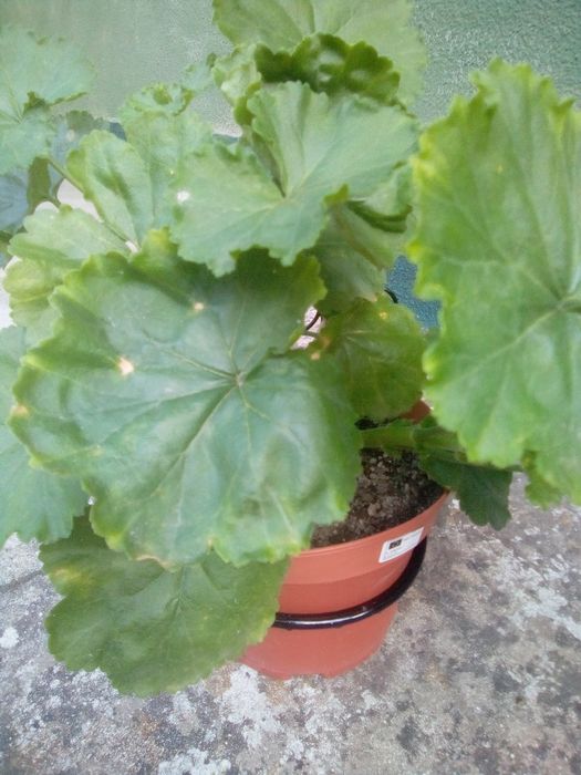 Suporte para vaso em ferro trabalhado novo!