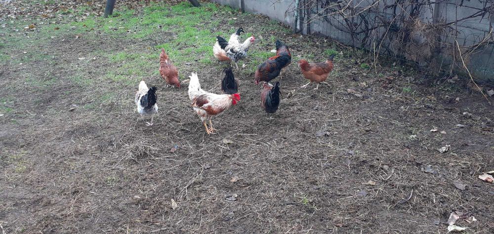 Koguty młode sprzedam