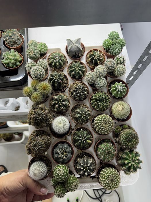 Cactus кактус кактуси сукуленти  cactus succulent еуіорбія euphorbia