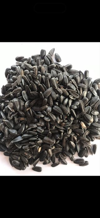 Słonecznik czarny . Możliwość wysyłki .