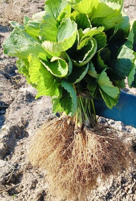 Sadzoni truskawek - dużo odmian!