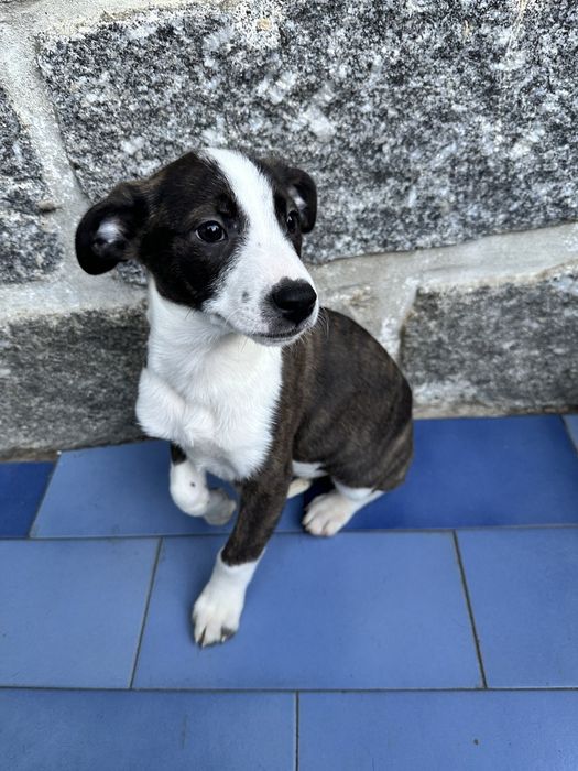 Cachorrinhos para Adoção