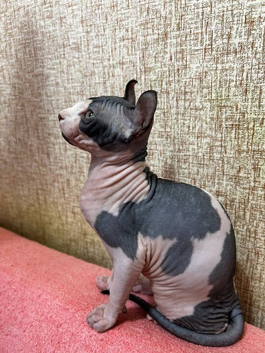 Кошенята. Канадський сфінкс