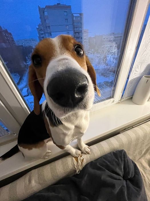 Хлопчик бігль у найкращу родину