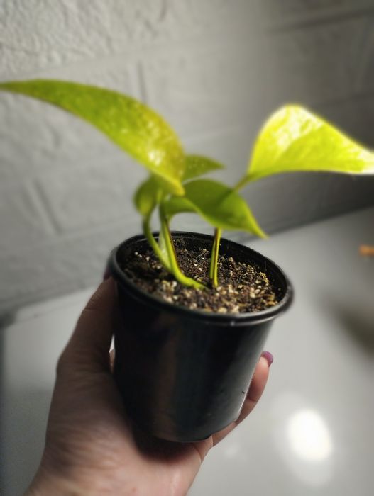 Епіпремнум лаймм