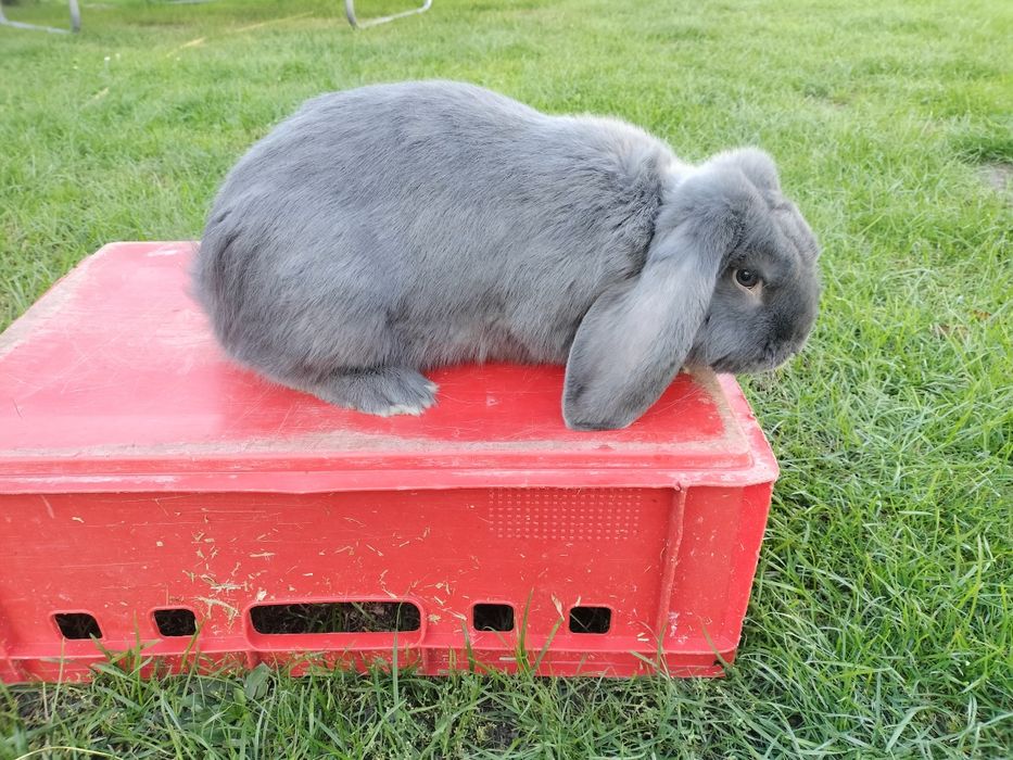 Króliki Baran Francuski Niebieski