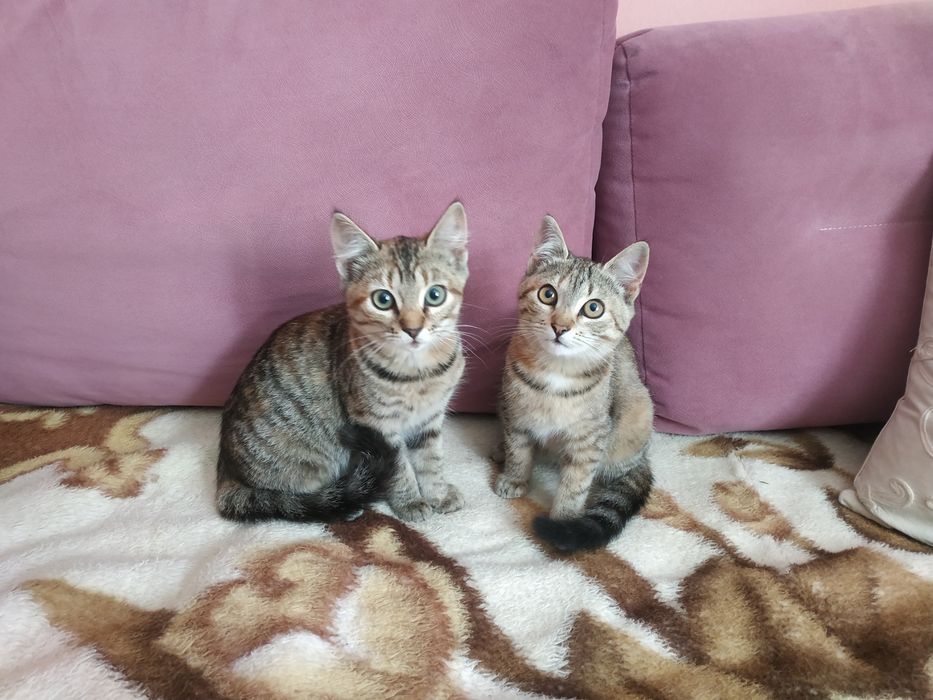 Кошенята дівчатка