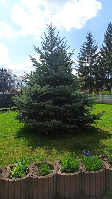 4 метри Голуба ялинка