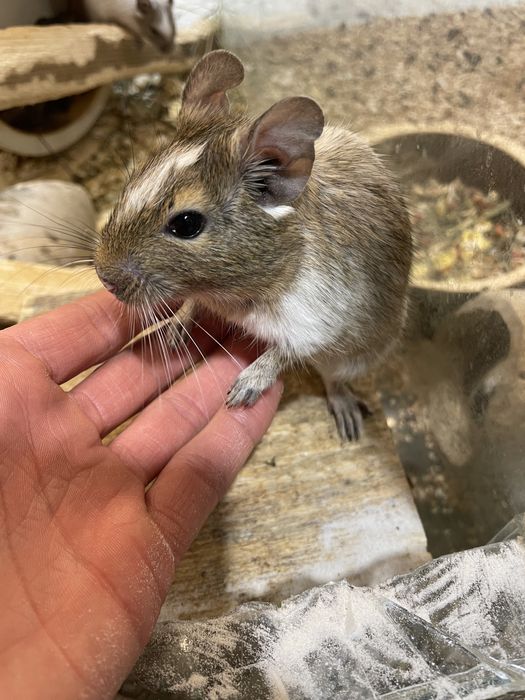 Koszatniczka - Degu, wyjątkowe kolory!