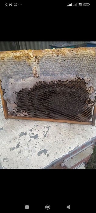 Продам рамки с медом и суш