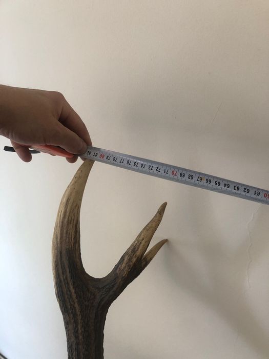 Sprzedam Poroże Jelenia