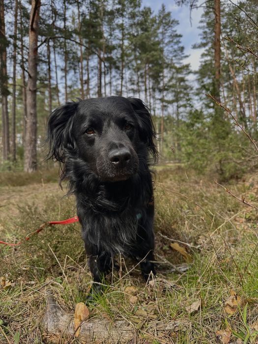 Młody, przyjazny pies szuka opiekuna