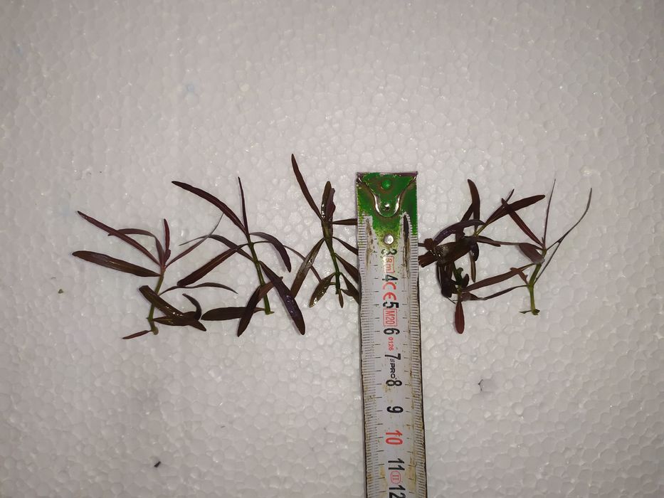 Hygrophila Araguaia na 1 plan. Hodowla podwodna  Gratisy.