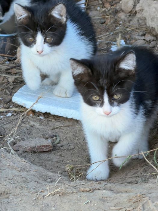 Дівчинки кошенята кішки 2 міс