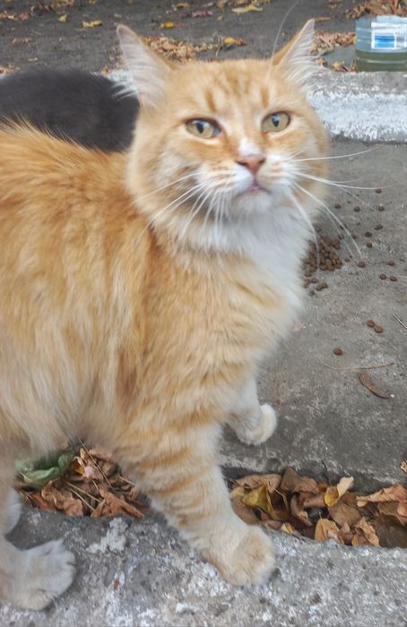 Рижик шукає сім'ю