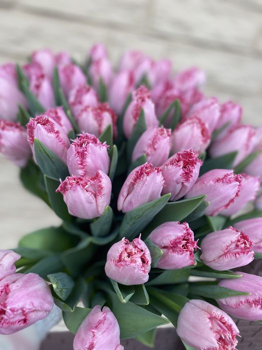 Пропоную тюльпан на гурт до свят -14.02 та 08.03