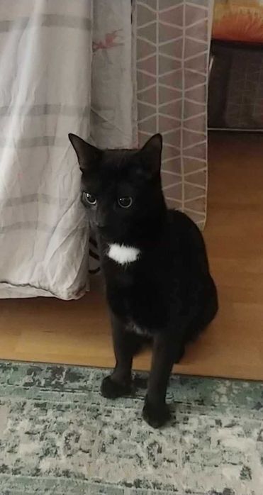 Koty do adopcji razem lub osobno