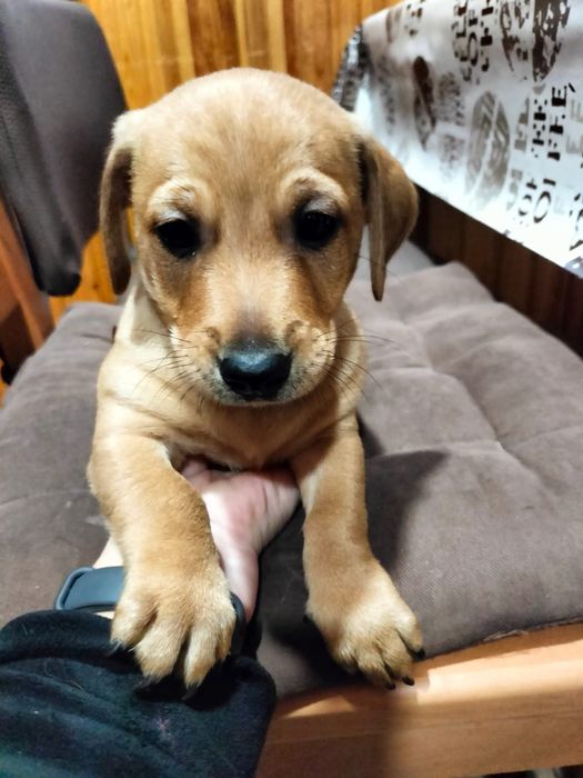 Маленькі собачата дворової породи до 10кг