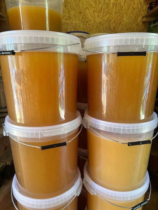 Miód lipowy HURT 30 kg ULO Pasieki