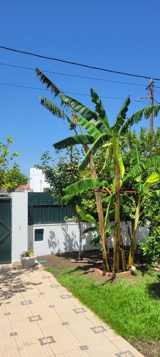 Bananeiras  varios tamanhos