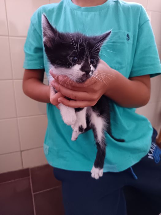 Gatinhos para adoção responsável