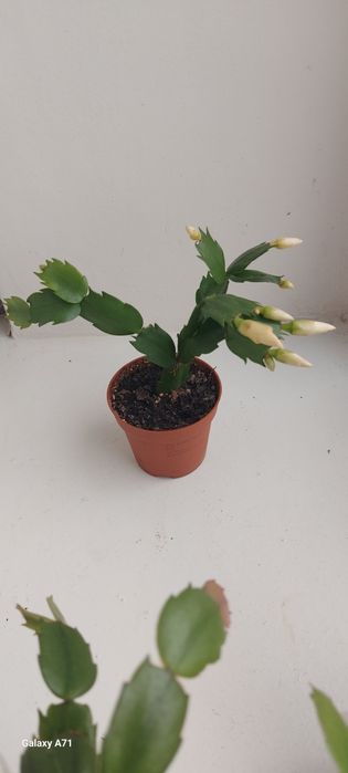 Продам кімнатні квіти