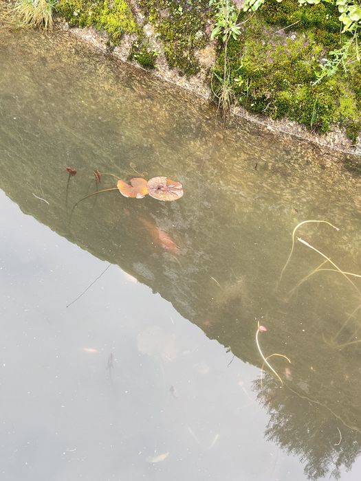 Carpa laranja com pintas pretas