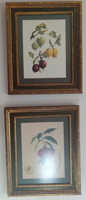 Conjunto de quadros com gravuras de frutos