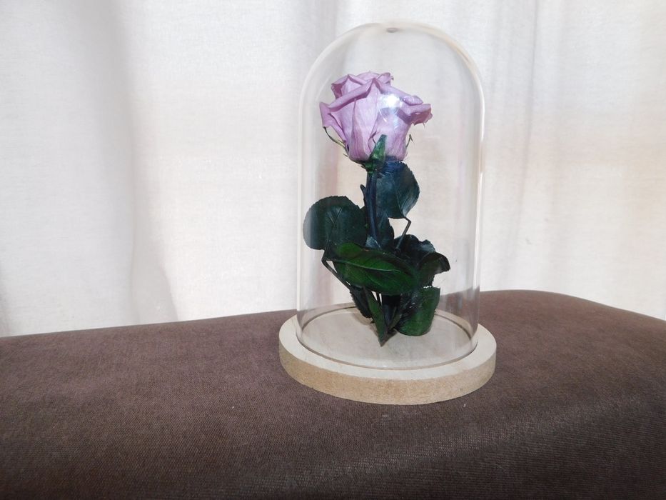 Rosa preservada com cúpula