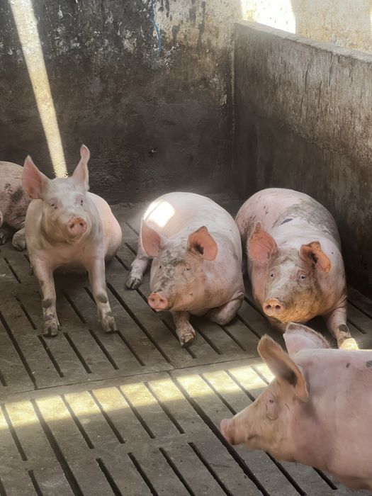Suinos mais de 90 kg