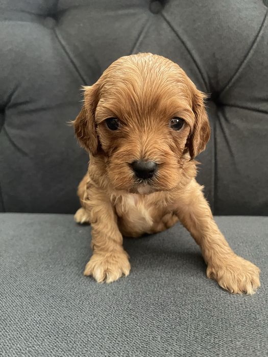 Cavapoo  rodzice przebadani